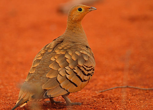 Chestnut-bellied sandgrouse